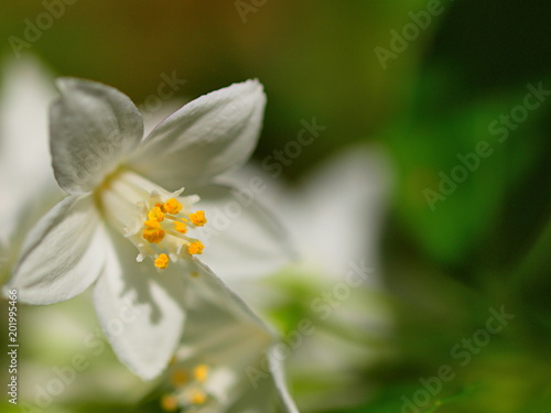 ウツギの花