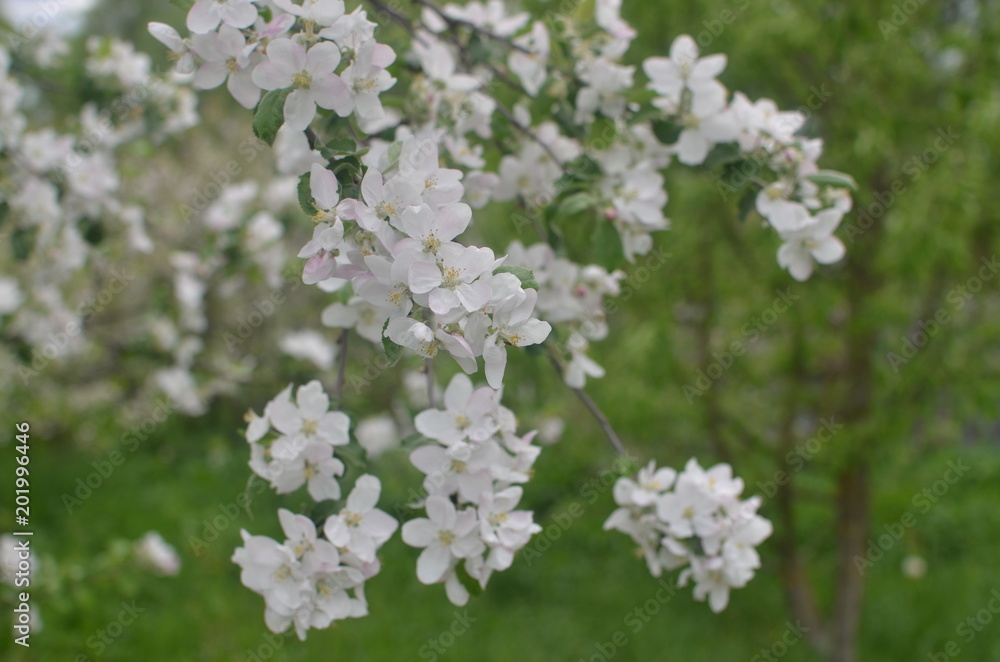 blossoming spring blossoming spring