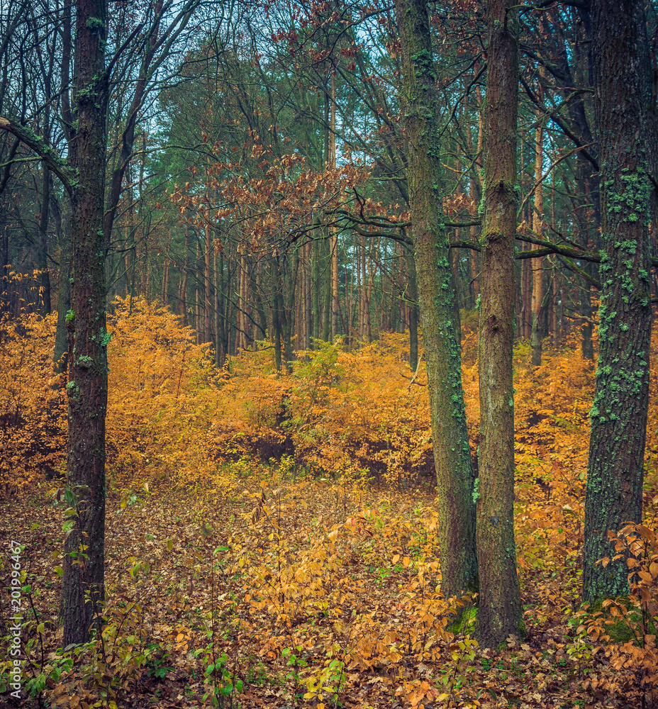 Obraz premium Autumn woods