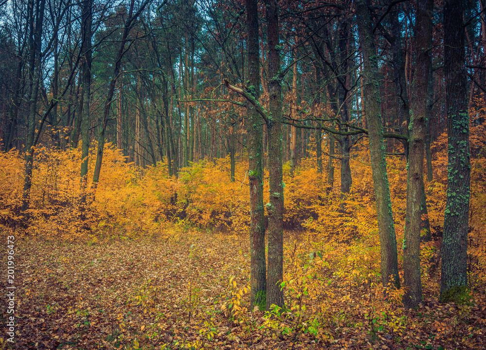 Fototapeta premium Autumn woods