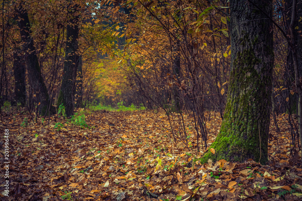 Autumn woods