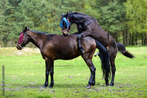 Horses having sex on the meadow. © Kozioł Kamila