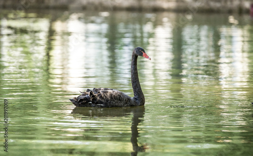 Black swan on a lake
