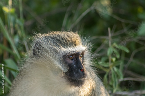 Vervet Monkey