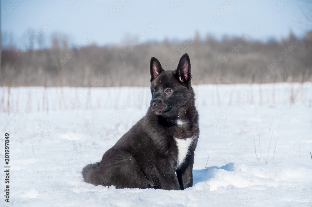 Adorable young puppy Russo-European Laika is sitting in snowy field. Adorable young puppy Russo-European Laika is sitting in snowy field.