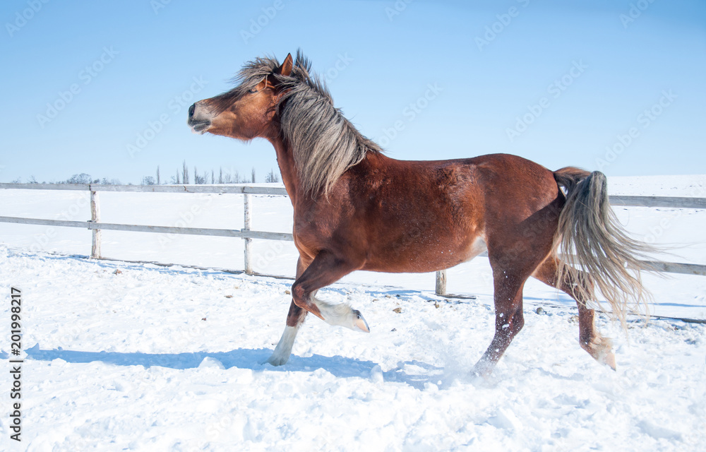 A horse running on the field on a winter day A horse running on the field on a winter day