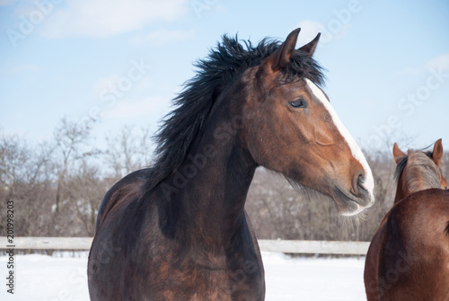 portrait of a horse on the field on a winter day © zoyas2222