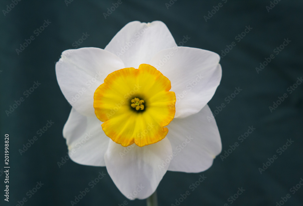 Fototapeta premium A single daffodil bloom on display at the annual Spring Festival held in Barnett's Demesne Belfast Northern Ireland