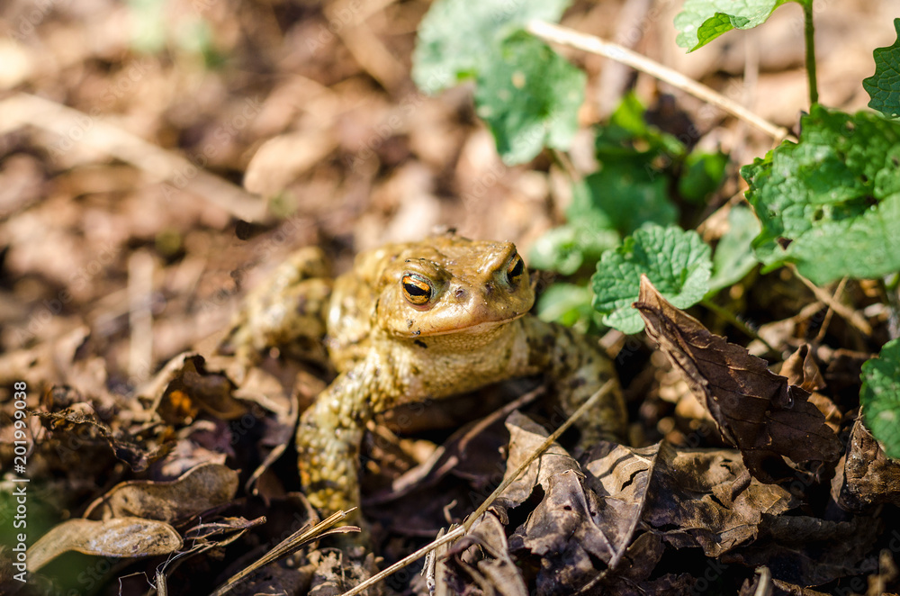 Common brown frog Rana temporaria Edible frog esculenta Pelophylax esculentus populations in Europe tree frog in green grass looking at the camera Common brown frog Rana temporaria Edible frog esculenta Pelophylax esculentus populations in Europe tree frog in green grass looking at the camera