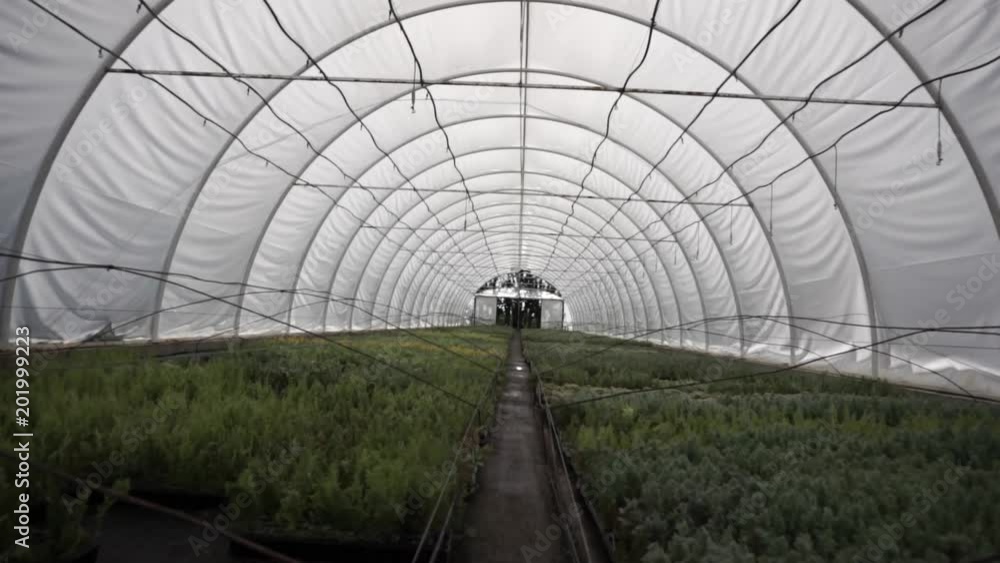 Walking POV farmer,Peppers in greenhouse,Handheld camera Balanced Steady shot Walking POV farmer,Peppers in greenhouse,Handheld camera Balanced Steady shot