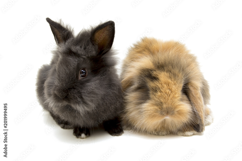 Two small rabbits isolated on white.