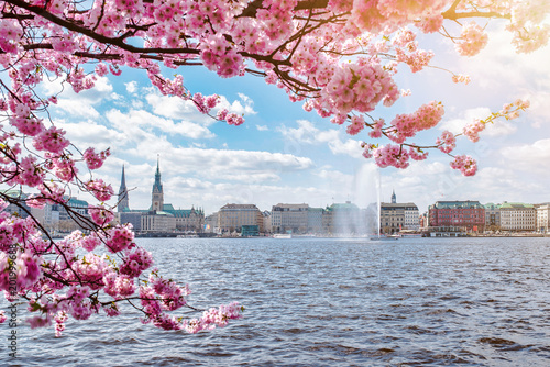 view of Alster Lake in Hamburg framed by blooming cherry tree on beautiful sunny spring day