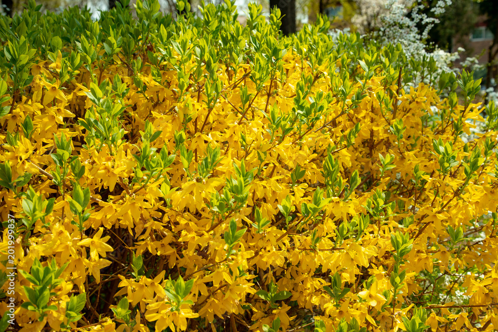 Obraz premium The forsythia blooming in the park
