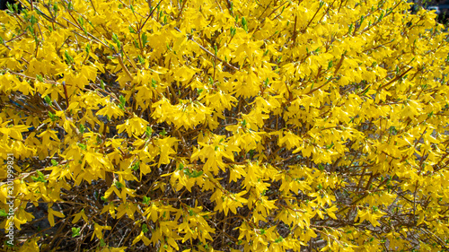 The forsythia blooming in the park