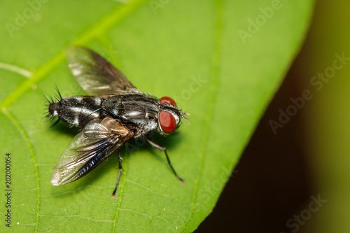 Image of a flies (Diptera) on green leaves. Insect. Animal.