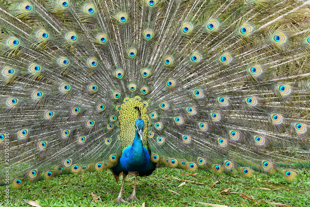 Obraz premium Peacock displaying it's Colorful Tail