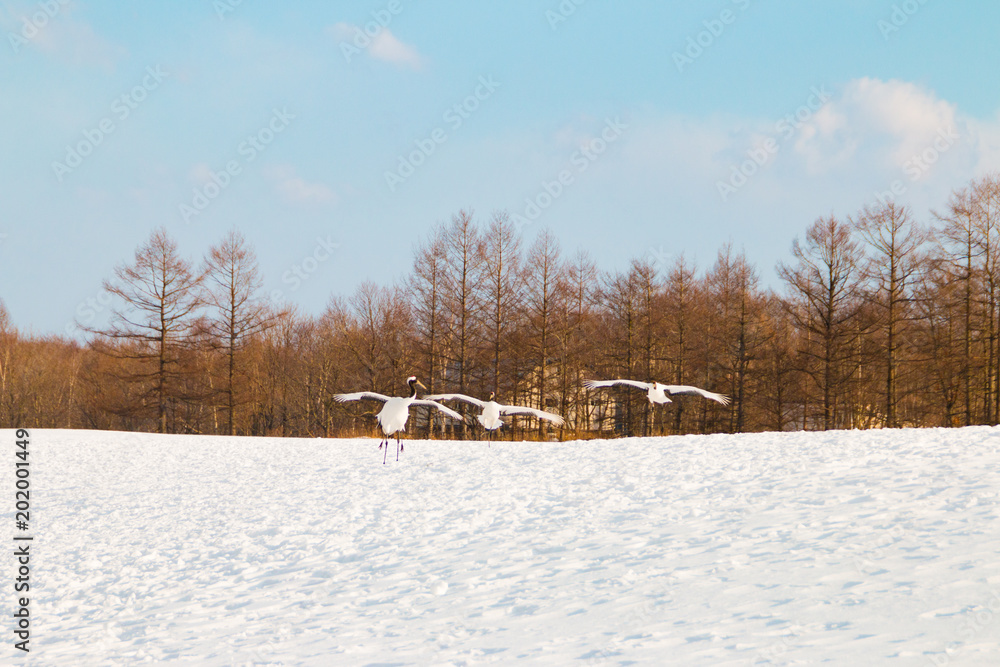 丹頂鶴 北海道鶴居村 丹頂鶴 北海道鶴居村