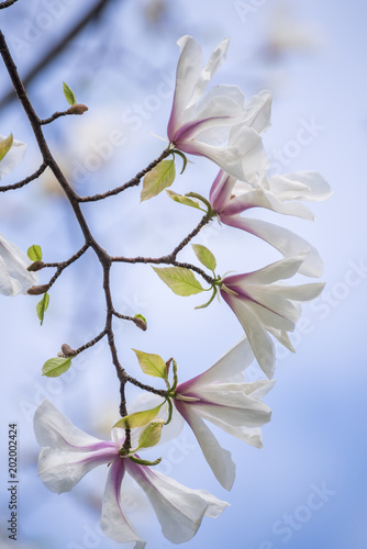Branches with huge white magnolia flowers against the background of a gentle blue sky. Incredibly beautiful flowers. 