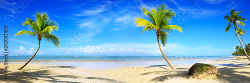 Caribbean beach with palm trees and blue sky.