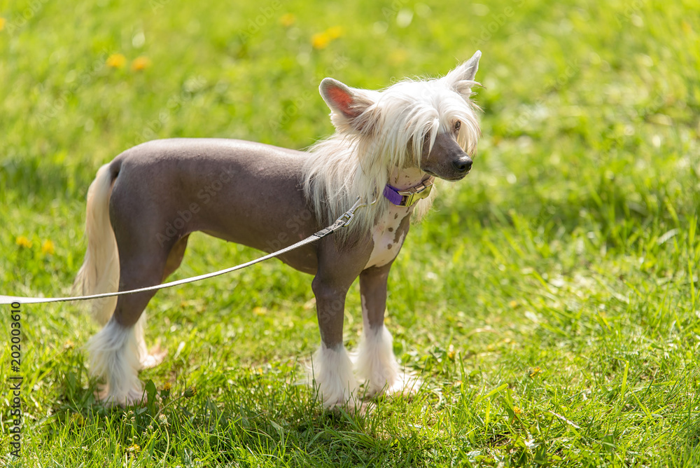 Ταπετσαρία Chinese crested hairless dog