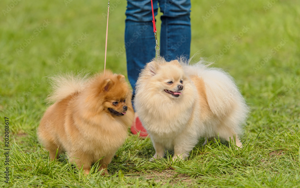 German Spitz in the park