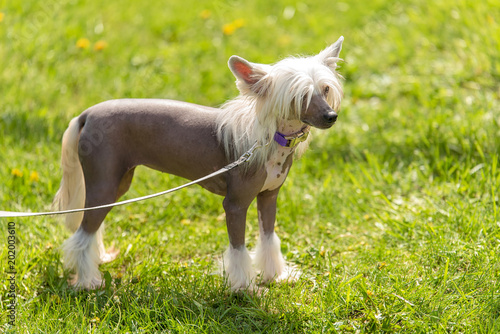 Konstfotografi Chinese crested hairless dog