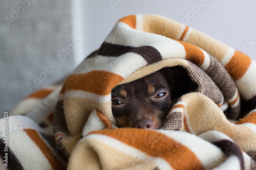 Dog sleeps under the blanket