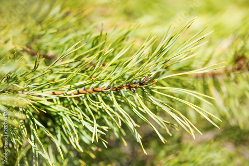 Spring time spruce branch closeup. Fir tree soft and blurry green background. Macro view selective focus