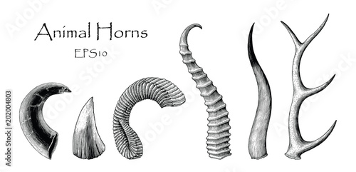 Animal horns vector set hand drawing vintage engraving illustration photo