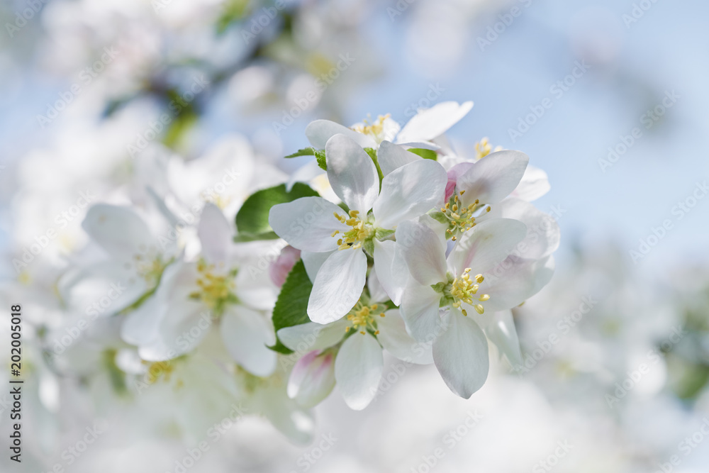 Apple tree blossom close-up. White apple flower on natural white and blue background. 