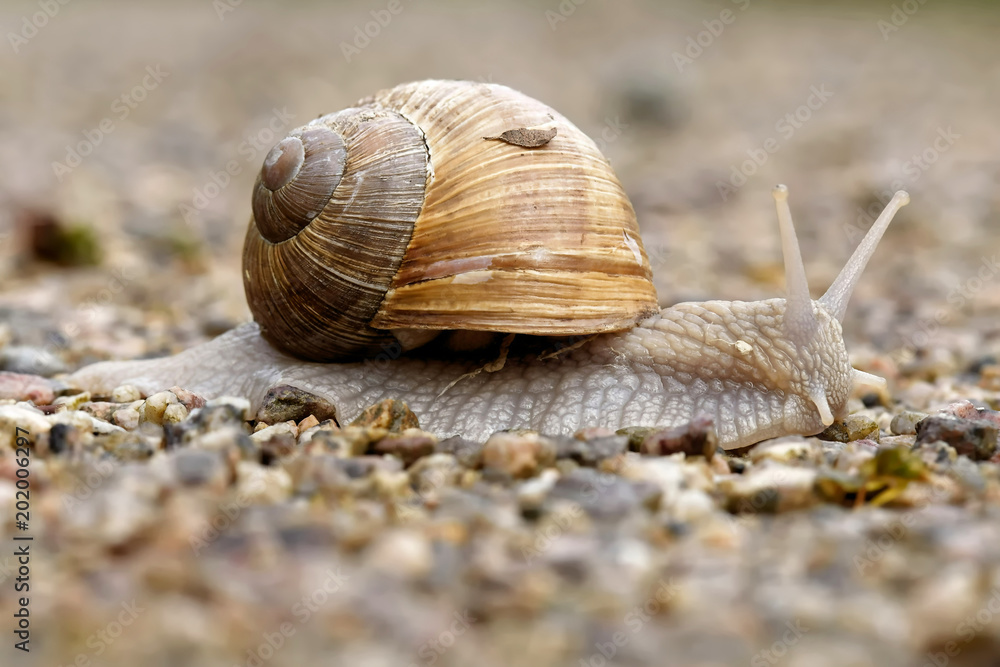 Weinbergschnecke Weinbergschnecke