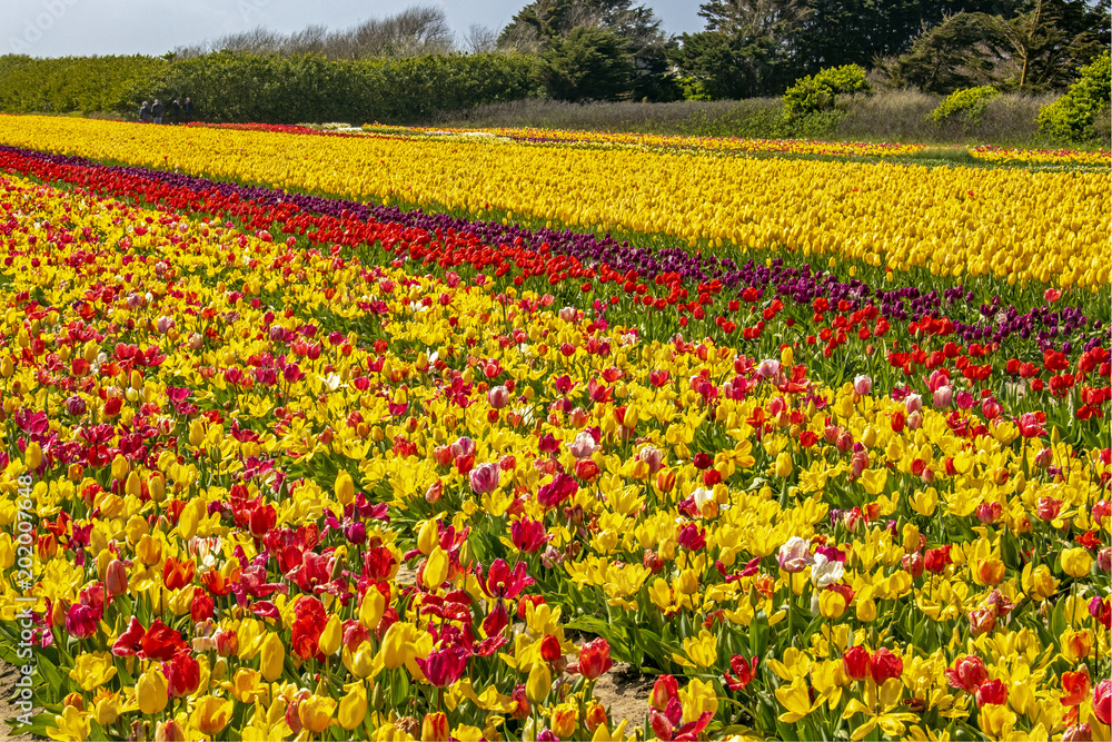 Pointe de la Torche. Culture de tulipes multicolores. Finistère, Bretagne. France