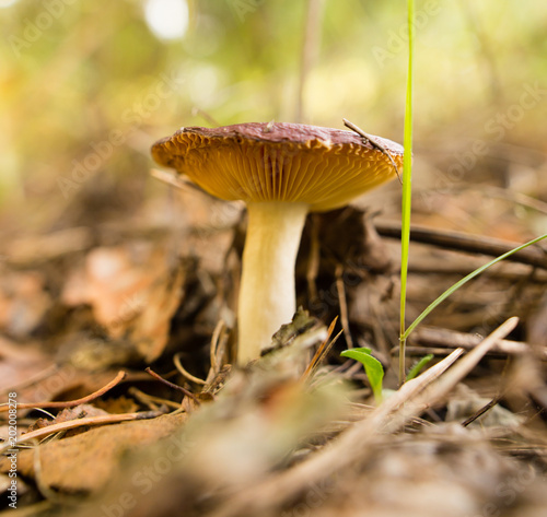 Edible fungus grows in the woods