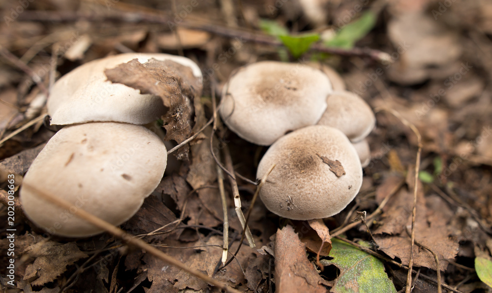 Inedible fungus grows in the woods outdoors Inedible fungus grows in the woods outdoors