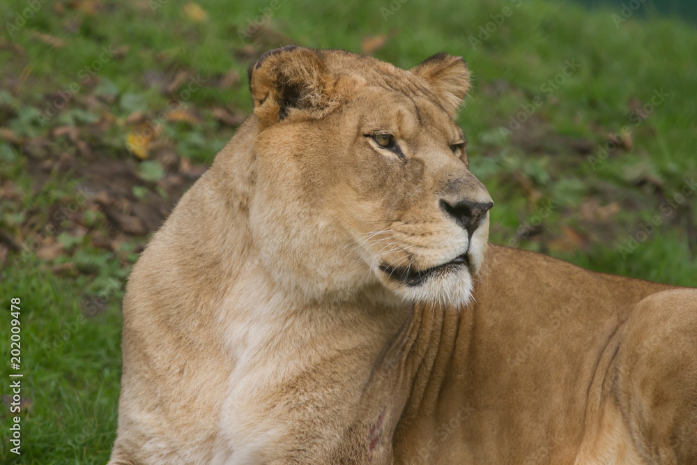 Photo portrait of a beautiful Barbary lioness Photo portrait of a beautiful Barbary lioness