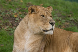 Photo portrait of a beautiful Barbary lioness 