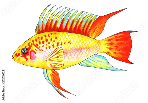 Apistogramma viejita gold. Aquarium fish. Watercolor illustration. Beautiful bright aquarium fish. In nature, it lives in tropical rivers. Tropical fish.