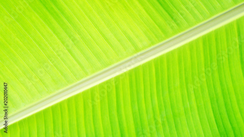 Close up of green banana leaf for a background.