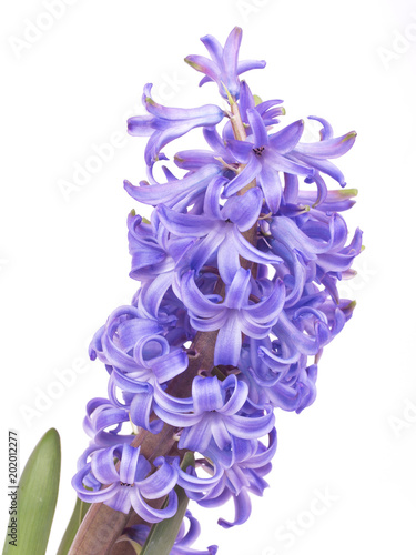 Flower hyacinth