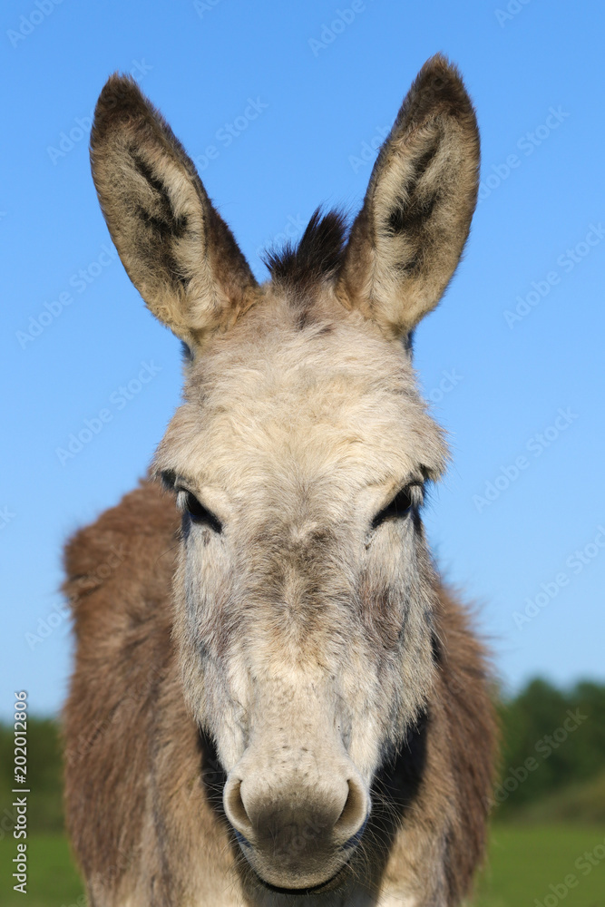 Portrait of brown donkey