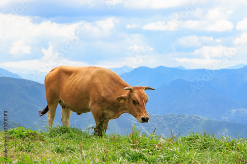 放牧中のジャジー牛 -四国カルスト- © photojapan