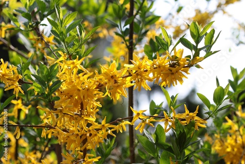forsythia bush in blossom