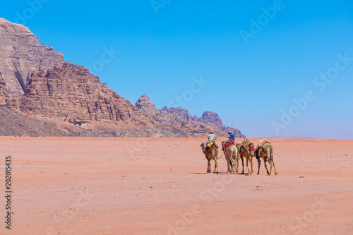 Camels at Wadi Rum desert landscape,Jordan © Curioso.Photography