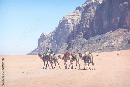 Camels at Wadi Rum desert landscape Jordan