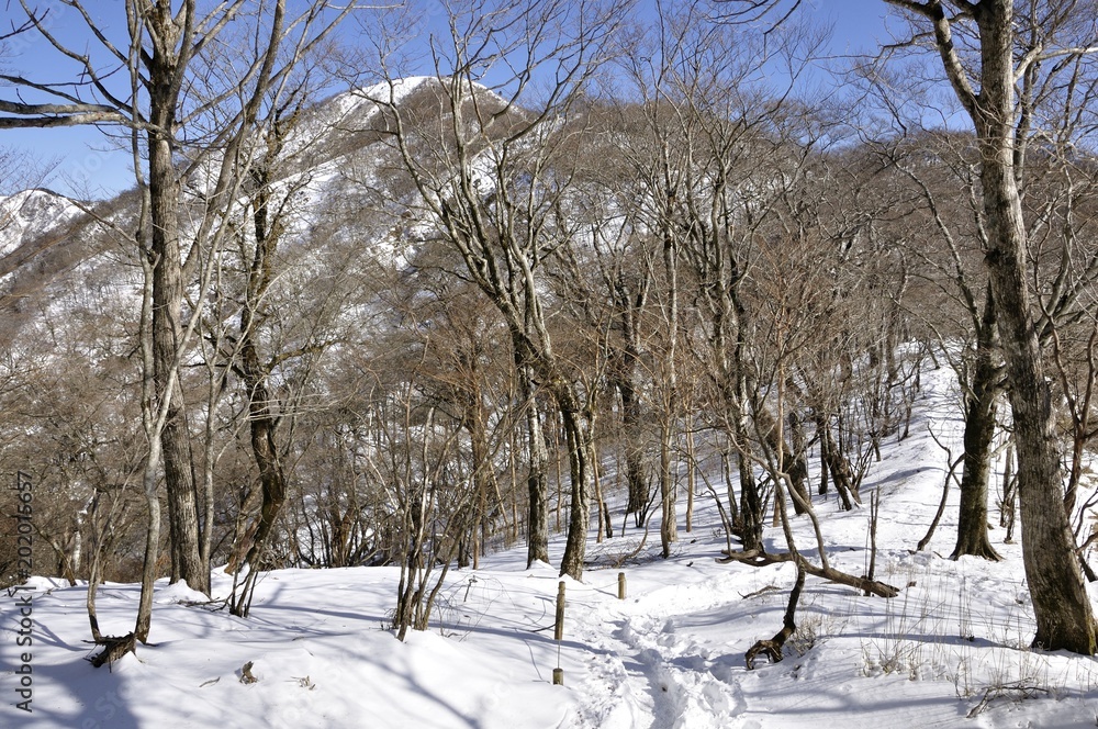 ブナ林と塔ノ岳 ブナ林と塔ノ岳