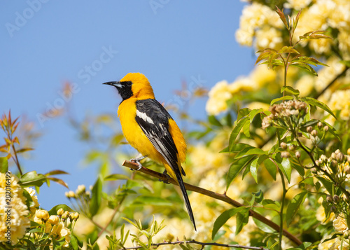 Φωτογραφία A hooded oriole sitting on the branch of a bush full of small yellow roses with