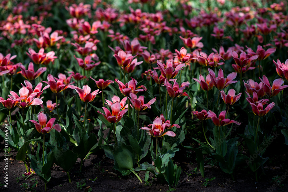 Beautiful spring tulips