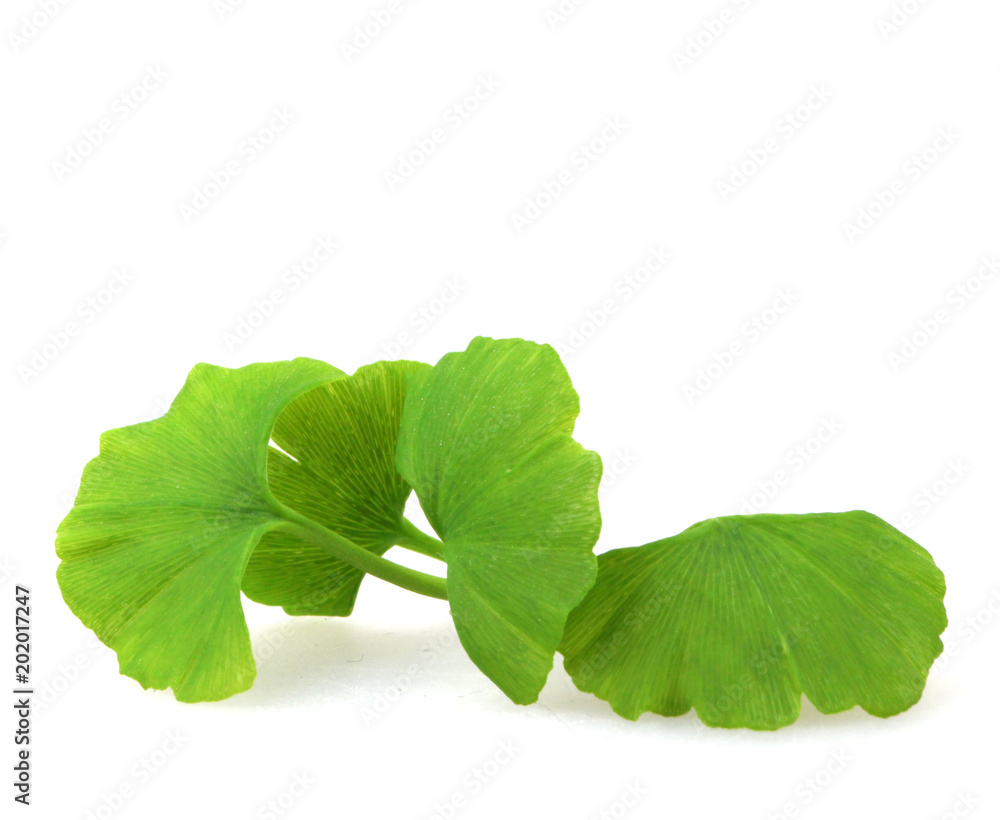 Green Ginkgo Biloba Isolated On White Background Green Ginkgo Biloba Isolated On White Background