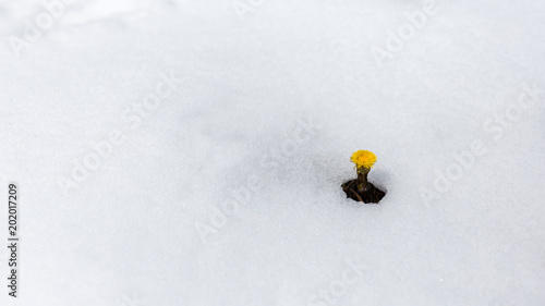 Obraz na płótnie fleur jaune perçant la neige