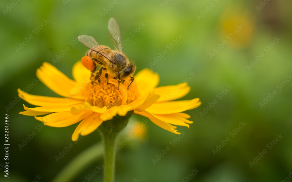 Bee Bee